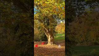 Goldener Herbstzauber in Laubach im Landkreis Gießen [upl. by Leotie140]