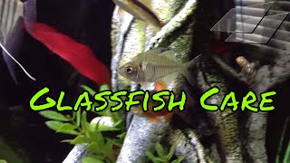 Glassfish Care Guide [upl. by Eelaroc]