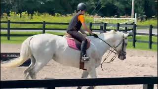 Princeps Senatus Gelding 13YO TB [upl. by Ardnekat539]