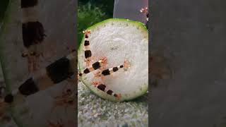 🥒feeding antidote of bacteria to these shrimp🔥🔥🔥 shrimp youtubeshorts shortvideos [upl. by Atikram]