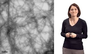 Christine JacobsWagner Yale HHMI 1 The role of spatial organization in bacterial cell function [upl. by Eimiaj]