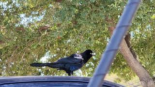 Grackles Call [upl. by Yentrac]