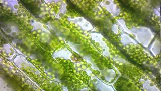 elodea cytoplasmic streaming [upl. by Revned777]