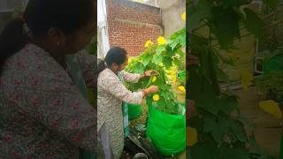 terrace garden harvest shortvideo vegetableharvesting shorts viralvideo gardening vegetables [upl. by Ilka]