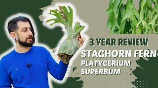 Staghorn Fern Review  3 Years Later  Platycerium superbum  is it an easy fern [upl. by Tiedeman396]