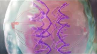 Mitosis  Importance of Mitosis  Medical Animations [upl. by Aivatnuahs]