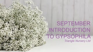 Introduction to Gypsophila [upl. by Lewert482]