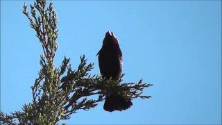 Brownheaded Cowbirds [upl. by Betsy]