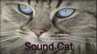 Sound of cats to scare the rats were updated in 2017 [upl. by Miehar]