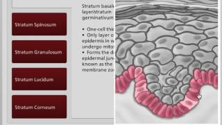 Epidermis Layers  Layers of Skin  Wound Care Education [upl. by Niroc152]