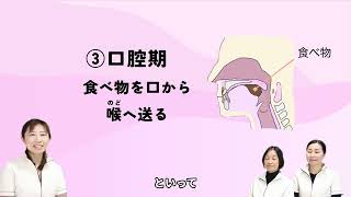 Udemyオンラインコースサンプル動画②「嚥下の仕組み」 [upl. by Aissat537]