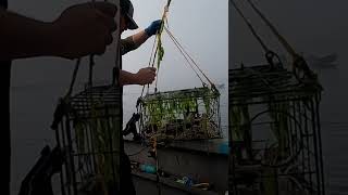 crabbing dungenesscrab oregon [upl. by Noland]