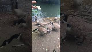 duckyyyies wardown Park [upl. by Atazroglam483]