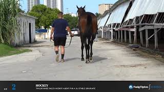 HIP 2 Fasig Tipton July Digital [upl. by Hamilton341]