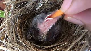 Feeding a Yellowvented BulBul Chick [upl. by Niatirb]