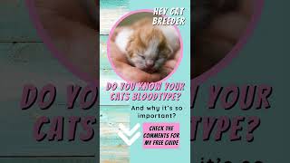 Cat Breeders You Need To Know About BLOOD TYPES 🩸 cattery catbreeding [upl. by Faus]