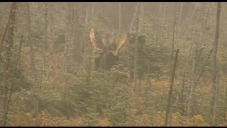 Chasse à lorignal dans la réserve faunique des Laurentides [upl. by Ed]