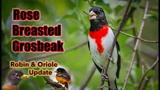 Finding a Rose  Breasted Grosbeak in the Woods [upl. by Kenzi]