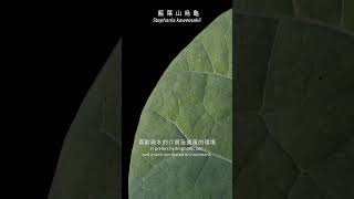 ［藍葉山烏龜 Stephania kaweesakii ］ PIBI GARDEN植物圖鑑028 shorts [upl. by Weasner]