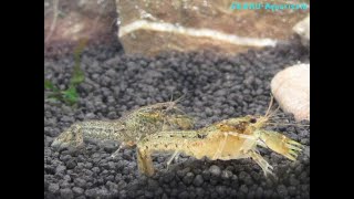 cambarellus diminutus zwergkrebs dwarf crayfish [upl. by Aneeram883]