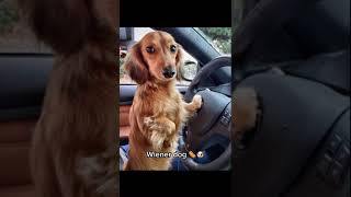 Wiener dog wiener dog 🐶 🌭 viral shorts memes edit [upl. by Adnohsar974]