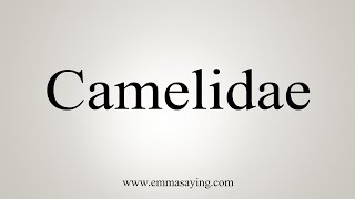 How To Say Camelidae [upl. by Calhoun861]