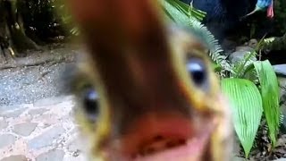 Cassowary attack in the Daintree [upl. by Ecirahc764]