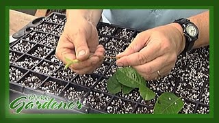 Wood Cuttings  Volunteer Gardener [upl. by Lizette]