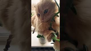 Silly Cats Doing the Funniest Things AnimalLovers MustWatch FunniestPets [upl. by Shelden]