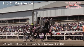 Hip 31 Massive Koz  210000  Mid Ohio Memorial Trotting Sale 2023 [upl. by Dunlavy220]