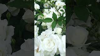 Beautiful white Roses😍 rosegardens flowers nature amazing [upl. by Ahsinawt285]