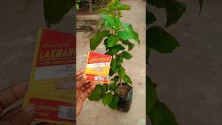 mealybugs treatment Hibiscus plant care tips [upl. by Bainbridge]