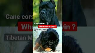 Cane Corso vs Tibetan Mastiff Dog Fight 🔥 who would win  canecorso tibetanmastiff pitbull [upl. by Stedmann]