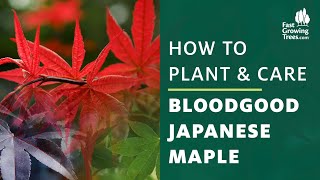 Bloodgood Japanese Maple Tree  How to Plant amp Care [upl. by Kaitlyn]