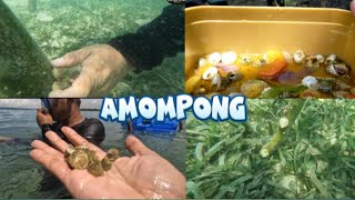 Amompong Shell Catch and CookMoalboal Cebu [upl. by Bouton440]