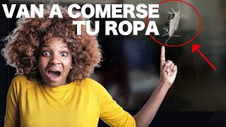 Como ELIMINAR polillas y larvas de casa ❌🏡 9 TRUCOS para LOGRARLO [upl. by Short]