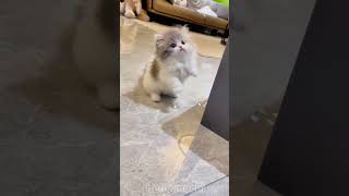 cute cats baby kitten cute moment❤️💕hellomochi cat cute kitten kucing kitty cats mochicat [upl. by Nohsar]