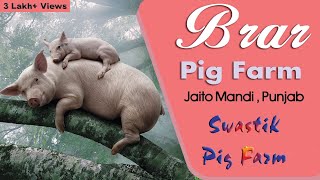 Visit to Brar Pig Farm  Jaito Mandi  Punjab  Swastik Pig Farm [upl. by Marala403]