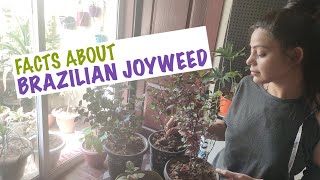 Facts about Brazilian Joyweed [upl. by Veta]