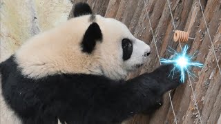 930 Jiao Yi startled and barked after touching the electric fences Poor baby [upl. by Boy]