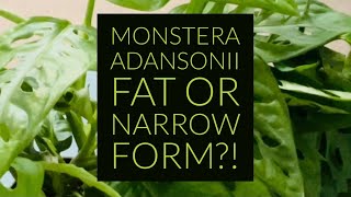 Difference Between Monstera Adansonii Fat and Narrow Forms [upl. by Truitt]