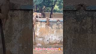 Wild Monkey Fights for Territory 🙉🔥shorts monkey animals fight monkeys bandar monkeyvideo [upl. by Evod]