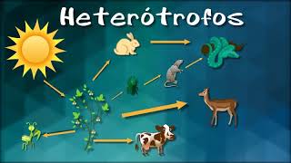 ORGANISMOS AUTOTROFOS Y HETEROTROFOS [upl. by Nylessej]