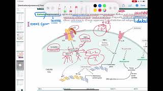 cyclosporine and tacrolimus immunology 64  First Aid USMLE Step 1 in UrduHindi [upl. by Ibba]