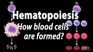 Hematopoiesis  Formation of Blood Cells Animation [upl. by Radford935]