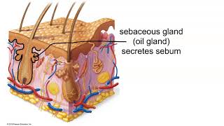 Structure of the Dermis [upl. by Eelnyl]