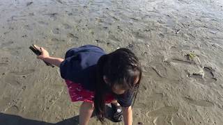 How to catch a Razor Clam Boston Massachusetts [upl. by Fayina901]