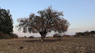 Il report delle Nazioni Unite metà delle specie animali e vegetali a rischio estinzione [upl. by Thorbert]