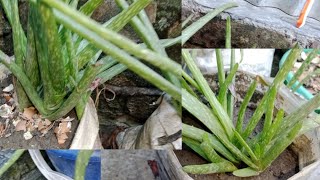 my aloe vera plant review in winter [upl. by Akyre]