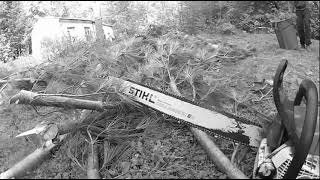 ABATTAGE darbre qc  Arborist ⭐️ Élagueur🌲 1 PIN Blanc  STIHL ms 661 chainsaw  Charlesbourg [upl. by Criswell]